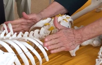 Pelvis & Tail End